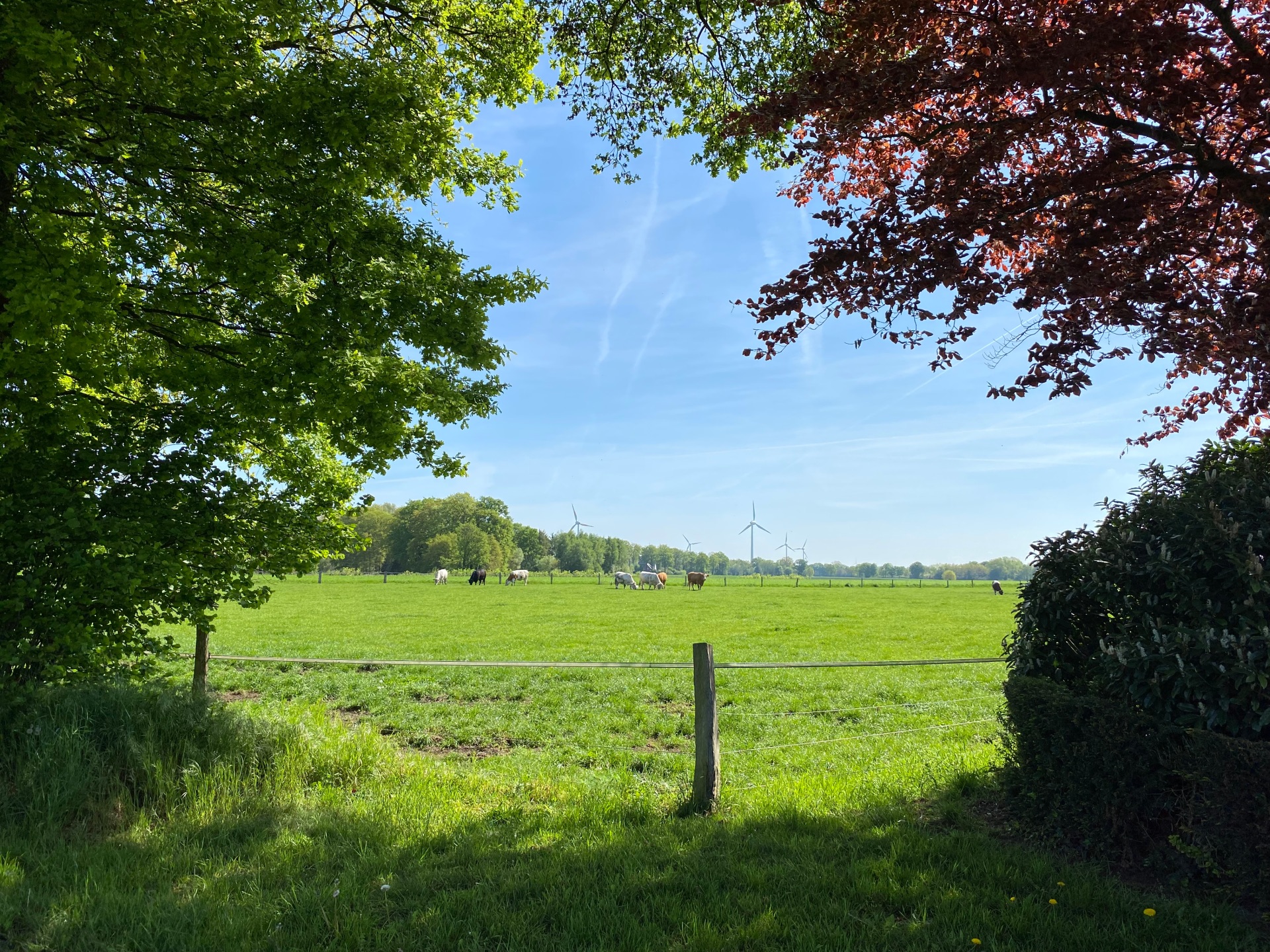 Frühling in Hopsten